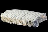 Polished Mammoth Molar Section - South Carolina #180475-1